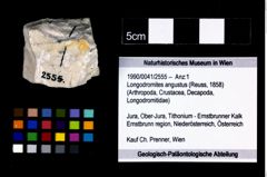 Foto (Objekt + Etikett) von Longodromites angustus (Reuss, 1858)  (NHMW-GEO-1990-0041-2555)